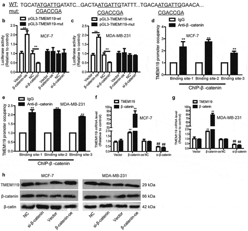 Figure 5. β-catenin directly binds to TMEM119 promoter and thus increases TMEM119 expression. (a) The diagram showing the potential β-catenin binding sites on TMEM119 promoter sequences. (b and c) Luciferase reporter analysis was carried out to detect the effects of β-catenin on TMEM119 promoter activity. (d and e) ChIP analysis was constructed to evaluate TMEM119 promoter abundance in DNA pulled down by anti-β-catenin. (f–h) TMEM119 expression was examined in breast cancer cells with β-catenin overexpression or knockdown. n ≥ 3, **P < 0.01 vs. control, ##P < 0.01 vs. NC