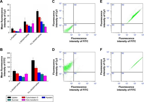 Figure 7 Cellular uptake influence by internalization inhibitors.Notes: (A) Cy3 fluorescence intensity change of L-P/siRNA, L-SN38/P/siRNA, or Tf-L-SN38/P/siRNA after treatment with endocytosis inhibitors (n=3). (B) FITC fluorescence intensity change of L-SN38/P/siRNA, or Tf-L-SN38/P/siRNA after treatment with inhibitors (n=3). (C) untreated. (D) L-P/siRNA. (E) L-SN38/P/siRNA. (F) Tf-L-SN38/P/siRNA.