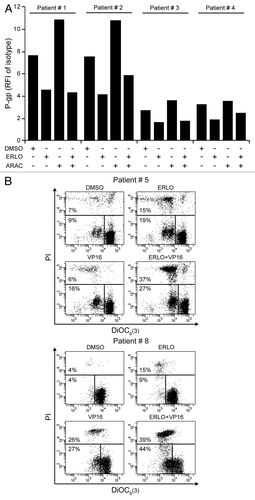 Figure 6A–B. Erlotinib inhibits ABC transporters and enhances chemosensitivity in patient-derived CD34+ cells. (A–C). Patient-derived CD34+ cells were maintained in control conditions (DMSO) or incubated with 5 μM erlotinib (ERLO), 0.1 μM cytarabine (ARAC), or 0.5 μM etoposide (VP16), alone or in combination, for 48 h, then subjected to cytofluorometry for the quantification of or P-glycoprotein (P-gp) exposure on the cell surface (A) or cell death-associated parameters (B and C). (A) depicts representative P-gp exposure results (n = 1). In (B and C), representative dot plots and quantitative data are provided, respectively. The percentage of cells exhibiting mitochondrial transmembrane potential dissipation (PI- DiOC6(3)low) or the breakdown of plasma membrane (PI+) is indicated. Representative results are reported (n = 1).