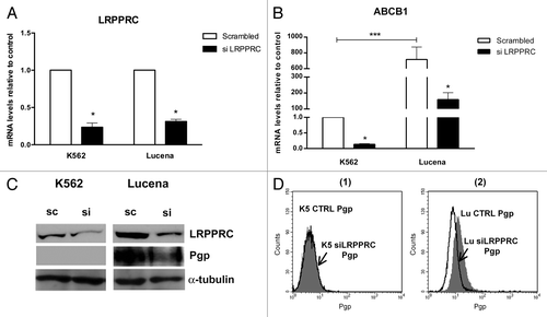 Figure 2. Expression of ABCB1/Pgp levels after LRPPRC depletion in CML cell lines. (A)Analysis of LRPPRC mRNA levels after transient LRPPRC knockdown in K562 and Lucena cells. (B)Analysis of ABCB1 mRNA levels after siLRPPRC. Total RNA was isolated and used in RT-qPCR analysis to determine changes in LRPPRC and ABCB1 mRNA levels after normalization to β-actin expression. All data are presented as fold inductions relative to control group expression (scrambled). (C)Representative western blot analysis of LRPPRC and Pgp expression. Protein extract (50 μg) from both cell lines were separated on a 12% SDS-PAGE gel and probed with anti- LRPPRC and anti-MDR1 antibodies. α-tubulin was used as a loading control. (D) Representative histograms of Pgp expression after 50 nM siLRPPRC (1): K562 ctrl and siLRPPRC (2): Lucena ctrl and siLRPPRC cells. PE-isotype antibody was used as a control. The results are expressed as the mean ± SD for three independent experiments. Ctrl: control; Sc: scrambled; Si: siRNA; K5: K562; LU: Lucena.