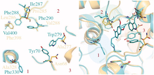 Figure 5. Comparison of TcAChE (1EVE residue Ile287, Phe288, Phe290, Val400, Trp279, Tyr70, Phe330, in blue) and hBuChE (1P0M residue Pro285, Leu286, Val288, Phe398, Ala277, Asn68, Ala328, in gold). The most important changes in aminoacids sequence are highlighted by blue, green and red areas. As shown, modifications generally affect both CAS (1, in blue) and PAS (2, in green and 3, in red).