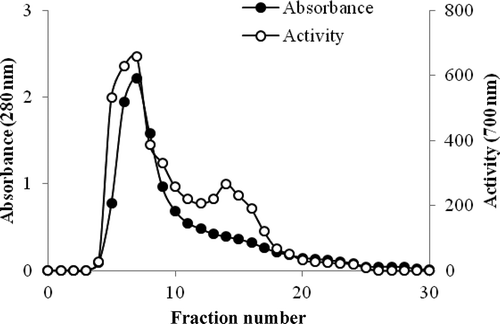 Figure 1. Purification of phytase by ion exchange chromatography using DEAE-sephadex.Figura 1. Purificación de la fitasa mediante cromatografía de intercambio iónico utilizando DEAE con sephadex.