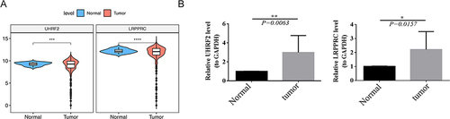 Figure 9 Results of Gene expression levels in normal and cancerous tissue. (A) Expression of LRPPRC and UHRF2 in normal and tumor samples in the TCGA dataset. (B) The expression of LRPPRC and UHRF2 using qRT-PCR. *p < 0.05, **p < 0.01, ***p < 0.001, ****p < 0.0001.