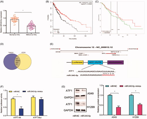 Figure 4. ATF1 acted as a target of miR-340-5p. (A) miR-340-5p expression in 43 paired lung cancer tissues was determined by qRT-PCR. (B, C) Low miR-340-5p expression predicted a poor overall survival rate of patients. (D. E) The predicted complementary binding sites between miR-340-5p and ATF1. (F) miR-340-5p mimics decreased the luciferase activity of ATF1-Wt group by dual-luciferase assay. (G) miR-340-5p mimics reduced the ATF1 protein expression in lung cancer cells. *p < .05.