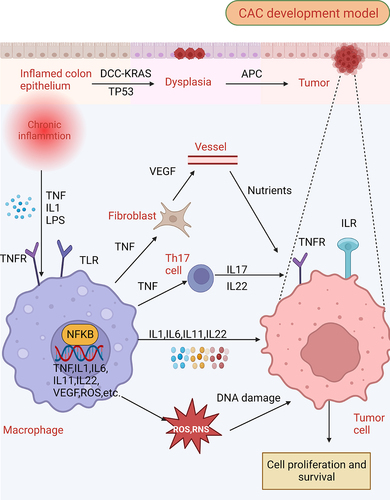 Figure 1. Molecular patterns from intestinal inflammation to CAC development. The initial phase of intestinal inflammation activates the NFKB (nuclear factor kappa B) in immune cells via TNF (tumor necrosis factor), IL1, and danger-associated molecular patterns (DAMPs), which leads to an influx of pro-inflammatory factors, including TNF, IL1, IL6, IL11, IL22, VEGF (vascular endothelial growth factor), ROS, among others. TNF plays a pivotal role by activating fibroclasts to produce VEGF, which provides essential nutritional support for tumor growth, and concurrently stimulates Th17 cells to produce IL17 and IL22. In the presence of ROS and RNS, further DNA damage is induced within cells, a crucial event in the progression of CAC. This DNA damage, along with the concerted activation of STAT and NFKB within tumor cells by cytokines, ultimately drives tumor proliferation.