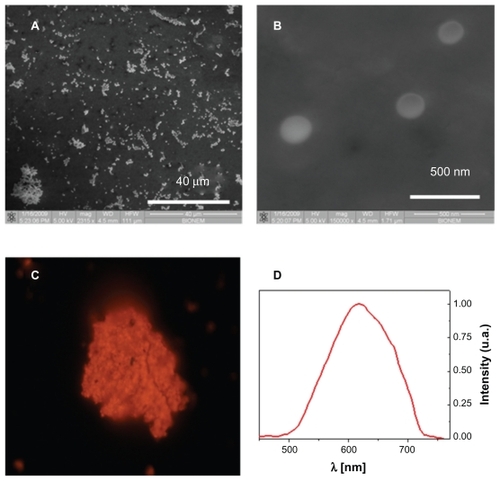 Figure 2 Nanoporous nanoparticles characterization. Scanning electron microscope images of nanoporous nanoparticles dried on a slide (panels A and B). The pores of the particles are too small to be shown, but the typical emission spectrum in red-orange band (panels C and D) indicates a pore size of about 2–3 nm (excitation wavelength 408 nm).