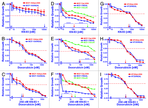 Figure 4. Sensitivity of NGAL- and pLXSN-infected cells and doxorubicin-resistant MCF-7/DoxR cells to the CaM-K inhibitor KN-93, doxorubicin and the combination of doxorubicin and a constant dose of 250 nM KN-93. Cells were collected and seeded (2,000 cells/well) in 96-well plates. The following day, serial 2-fold dilutions of KN-93 (A, D and G), doxorubicin (B, E and H) or serial 2-fold dilutions of doxorubicin and a constant dose of 250 nM KN-93 (C, F and I) were added to the wells. Four days later, MTT assays were performed. (A–C) MCF-10A/pLXSN (solid squares), MCF-10A/NGAL (solid upright triangles), (D–F) MCF-7/pLXSN (solid squares), MCF-7/NGAL (solid upright triangles) and 25 nM doxorubicin-selected MCF-7/DoxR cells (solid downward triangles), (G–I) HT-29/pLXSN (solid squares), HT-29/NGAL (solid upward triangles). A hatched horizontal line is present at the 50% relative growth mark from which the IC50 can be calculated. A vertical arrow indicates the IC50. The statistical significance was determined by the unpaired t-test (***, p < 0.001). All the experiments in this figure were performed at the same time (set up on the same day). These experiments were repeated multiple times and similar results were obtained.