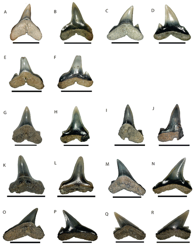 FIGURE 14. Photographs of Abdounia mesetae, sp. nov., taken with a digital microscope camera, Canon PowerShot G 15, NRM-PZ P16213, A, labial; B, lingual views; NRM-PZ P15808 (holotype), C, labial; D, lingual views; NRM-PZ P16214, E, labial; F, lingual views; NRM-PZ P16215, G, labial; H, lingual views; NRM-PZ P16216, I, labial; J, lingual views; NRM-PZ P15915, K, labial; L, lingual views; NRM-PZ P16217, M, labial; N, lingual views; NRM-PZ P16218, O, labial; P, lingual views; NRM-PZ P16219, Q, labial; R, lingual views. All scale bars equal 5 mm.