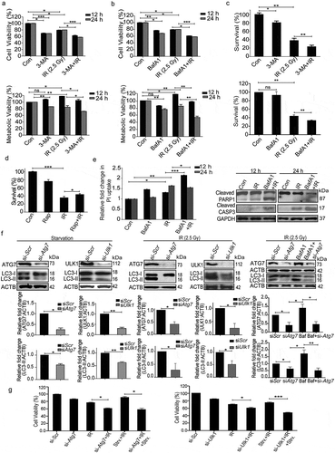 Figure 5. Radiation-induced autophagy is pro-survival and anti-apoptotic. (a) Cells were irradiated in the presence of the autophagy inhibitor, 3-MA (0.5 mM). SRB data (cell viability, shown in upper graph, *P < 0.05, ***P < 0.001, at 12 and 24 h post-irradiation respectively) and MTT data (metabolic viability, shown in lower graph, *P < 0.05, at 12 and 24 h post-irradiation respectively) at 12 and 24 h post-irradiation shows the reduced viability of RAW 264.7 cells. (b) Cells were irradiated in the presence of the autophagy inhibitor, BafA1 (2.5 nM). Shown in the upper graph is cell viability (SRB) in the presence of BafA1 (*P < 0.05, ***P < 0.001, at 12 and 24 h post-irradiation respectively) whereas in the lower graph, metabolic viability in the presence of BafA1 is shown (**P < 0.01, at 12 and 24 h post-irradiation respectively). (c) The clonogenic assay was performed to study the cell survival in the presence of 3-MA and BafA1. The bar graph shows the survival fraction of cells irradiated in the presence of 3-MA (upper panel) or BafA1 (lower panel). (**P < 0.01, *P < 0.05, for 3-MA+IR vs IR and BafA1+ IR vs IR, respectively). (d) Cell survival studies in the presence of the autophagy inducer rapamycin. The clonogenic assay was performed in the presence of 25 nM rapamycin. The bar graph shows the survival percentage of cells treated with rapamycin in the absence or presence of radiation. (e) Left panel: A bar graph showing mean fluorescence intensity of propidium iodide uptake in irradiated samples in the presence of BafA1 as compared to unirradiated control cells using flow cytometry at 12 and 24 h post-IR exposure. ***P < 0.001, *P < 0.05, at 12 and 24 h post-irradiation respectively. Right panel: Western blot analysis of cell lysate obtained at 12 and 24 h post-irradiation from BafA1+ IR treated cells. Blots were probed with intrinsic apoptosis markers, cleaved PARP1 and cleaved CASP3; GAPDH was used as a loading control. (f) Effect of Atg7 and Ulk1 siRNA on the levels of autophagy. Cells were reverse transfected with Atg7- and Ulk1-specific siRNAs (50 nM) and incubated for 24 h. Next, cells were either starved for 3 h or exposed to radiation, harvested after 24 h and immunoblotted with specific antibodies against ATG7, ULK1 and LC3. The effect of si-Atg7 on autophagic flux was further studied in the presence of BafA1. (g) Effect of genetic downregulation of autophagy on cell viability. Cells were reverse transfected with si-Atg7 and Ulk1 and incubated for 24 h. Next, cells were either starved for 3 h or kept in complete medium and exposed to 2.5 Gy radiation. After 24 h post-irradiation, SRB assay was performed to study cell viability. *P < 0.05, for IR vs si-Atg7, Strv.+IR vs si-Atg7+ IR+Strv., *P < 0.05 IR vs si-Ulk1+ IR and ***P < 0.001 Strv.+IR vs si-Ulk1+ IR+Strv. respectively. Strv., starvation.