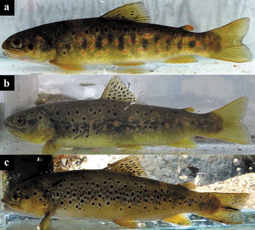 Figure 3. Three different phenotypes observed in Sardinia. (a) phenotype with low number of black spots with a pale halo and high number of red spots (Riu Piras); (b) phenotype with high number of black spots without halo and high mean diameter of black and red spots (Riu Litteras and Riu Furittu); (c) phenotype with high number of black spots with a pale halo and low number of red spots (Riu Flumineddu).