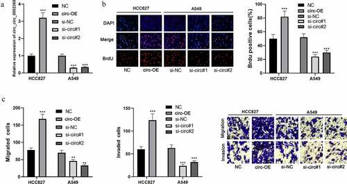 Figure 2. Circ_0002360 promotes NSCLC cell proliferation, migration, and invasion A. Circ_0002360 was overexpressed and depleted in HCC827 and A549 cell lines, respectively, and the expression of circ_0002360 was measured by qRT-PCR. B. BrdU assay was used to detect NSCLC cells’ proliferative ability. C. Transwell assay was used to detect the migration and invasion of NSCLC cells. NC, negative control plasmids; Circ-OE, circ_0002360 overexpression plasmids; si-NC, negative control siRNA; si-Circ, circ_0002360 siRNA. **P < 0.01, and ***P < 0.001