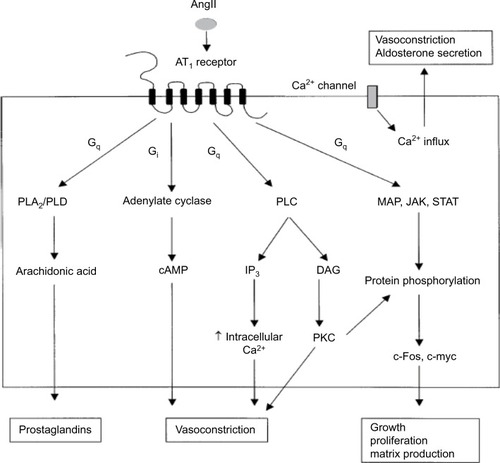 Figure 5 Signal transduction mechanism of AT1 receptor.