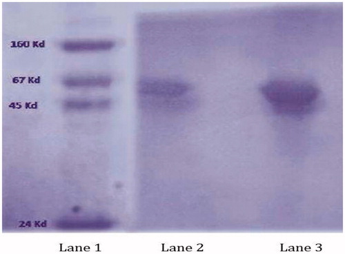 Figure 3. SDS-PAGE image containing standard marker (lane 1), Naive BSA (lane 2) and BSA released from guar gum nanoparticles (lane 3).