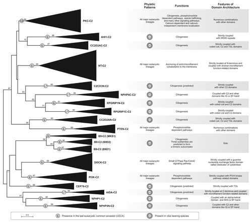 Figure 4. Evolutionary relationship of the different C2 domain families and the comparison of their phyletic patterns, functions and features of domain architecture. The tree was reconstructed using an approximately maximum-likelihood method implemented in the FastTree 2.1 program under default parameters. Nodes supported with bootstrap values greater than 75% are shown.