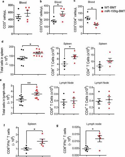 Figure 2. miR155 overexpressing bone marrow cells elicit enhanced antitumor response. Total circulating T cells (a) and CD8+ (b) and CD4+ (c) T cells of WT or miR-155tg BMT mice carrying EO771 breast tumor. (n = 5). Total cells, and CD8+ or CD4+ T cells in spleens (d) and tumor-draining lymph nodes (e). (n = 10). Absolute numbers of active cytotoxic T cells (CD8+IFNγ+) in spleens (f) and tumor draining lymph nodes (g). (n = 5). Results are shown as means ± SEM (n = 5 or 10). *p < .05, **p < .01, ***p < .005