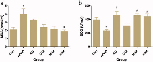 Figure 3. Protective effects of rosmarinic acid on oxidative stress parameters. (a) Serum malondialdehyde (MDA) content; (b) serum superoxide dismutase (SOD). Values are presented as mean ± S.E.M. *p < 0.05, vs. control group (n = 10). #p < 0.01 vs. APAP group (n = 10).