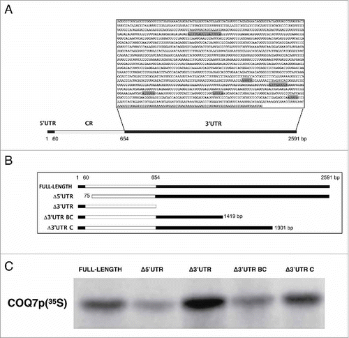 Figure 1. The 3′UTR of COQ7 mRNA is involved in post-transcriptional regulation of COQ7 protein levels. (A) Schematic representation of the COQ7 mRNA and the AU-rich 3′UTR sequences. SHADED BOXES, location of AUUUA or AUUUUA sequences; CR: coding region. (B) Different segments of COQ7 mRNA (COQ7 full length, Δ3′UTR, Δ5′UTR, Δ3′UTR BC and Δ3′UTR) were synthesized by in vitro translation and labeled with 35S-methionine and 35S-cysteine. (C) Translational efficiency of each mRNA construct analyzed by Rabbit Reticulocyte Lysate System.