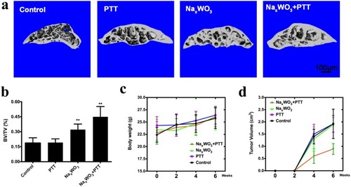 Figure 5 (A) Representative images of μCT of the tibia trabecular bone medial compartment treated with 0.9% sodium chloride (control group), PTT (PTT group), NaxWO3 (NaxWO3 group), and NaxWO3+PTT (NaxWO3+PTT group). Scale bar, 100 μM. (B) Bone volume/tissue volume (BV/TV) was measured by quantitative analysis of μCT. The significance was determined as indicated in methods (**P<0.01 versus control). (C) Evaluation of cachexia by body weight that was recorded every 2 weeks until 6th week. (D) Quantitation of tumor volume of mice in each group.Abbreviation: PTT, photothermal therapy.