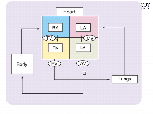 Figure 1. Schematic diagram of the circulation. AV: Aortic valve; LA: Left atrium; LV: Left ventricle; MV: Mitral valve; PV: Pulmonary valveRA: Right atrium; RV: Right ventricle.; TV: Tricuspid valve.