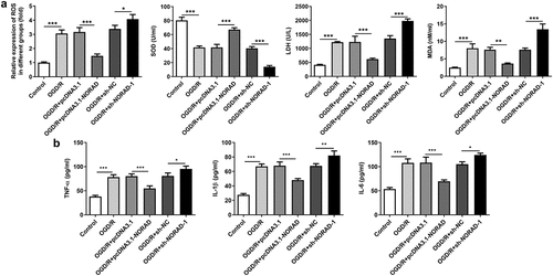 Figure 4. LncRNA NORAD exerted suppressive effects on oxidative stress and inflammation under OGD/R condition. OGD/R-injured SH-SY5Y cells were transfected with pcDNA3.1-NORAD or sh-NORAD. (a) The levels of ROS, MDA, LDH and SOD in cell suspension were determined by ROS Assay Kit, MDA Assay Kit, LDH Assay Kit and SOD Assay Kit. (b) The release of TNF-α, IL-1β and IL-6 was measured using ELISA Kits. *P < 0.05, **P < 0.01, ***P < 0.001