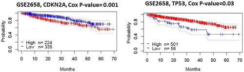 Figure 3. DEmiRs targeting hubs genes are associated with survival prognosis in multiple myeloma patients. Kaplan-Meier curves show that the expression of two hub genes (CDKN2A and TP53) correlates with survival prognosis (Disease-specific survival) in MM patients (log-rank test, P < 0.05).