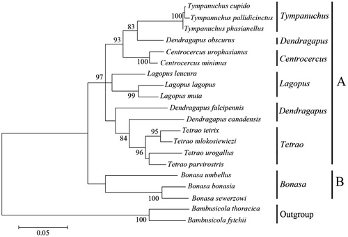 Figure 2. Phylogenetic tree of Tetraonidae constructed from mitochondrial DNA control region sequence. Numbers at nodes indicate bootstrap values (≥80%) from 1000 replications.