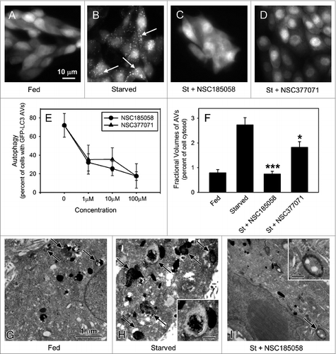 Figure 3. ATG4B-targeted compounds inhibit starvation-induced autophagy in Saos-2 cells. Saos-2 cells stably expressing GFP-LC3B were incubated under fed and starved conditions or under starvation conditions (St) in the presence of ATG4B-targeted compounds. After 4 h, the cells were fixed and the GFP-LC3B labeled AVs visualized by fluorescence microscopy (arrows). Fed Saos-2 cells sustained in nutrient-rich medium contained few AVs (A). Nutrient-starved cells contained numerous AVs (B), that were absent when treated with NSC185058 (C) or NSC377071 (D). Scale bar (A–D): 10 μm. (E) NSC185058 and NSC377071 inhibited autophagy in a dose response fashion. (F to I) Saos-2 cells were incubated under fed (G) or starved conditions (H) or starved conditions with NSC185058 (I) or NSC377071 (image not shown). At 4 h, the cells were fixed, processed for CMPase cytochemistry, and AVs (arrows) visualized by electron microscopy. The insets contain higher magnifications of representative AVs. Scale bar (G–I and insets H and I): 1 μm. (F) The fractional volume of AVs was quantified using morphometric methods described in Materials and Methods. The values represent the mean ± SEM (n = 3). ***P < 0.001.