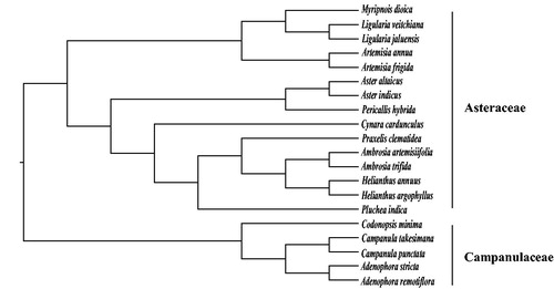 Figure 1. The phylogenetic tree constructed by maximum likelihood method with 20 complete chloroplast genome sequences. Bootstrap support values of all branches are 100%. Accession numbers: Myripnois dioica MK784068, Ligularia veitchiana NC_039385, Ligularia jaluensis NC_039383, Artemisia annua MF623173, Artemisia frigida NC_020607, Aster altaicus NC_034996, Aster indicus NC_040126, Pericallis hybrida NC_031898, Cynara cardunculus KM035764, Praxelis clematidea NC_023833, Ambrosia artemisiifolia MG019037, Ambrosia trifida NC_036810, Helianthus annuus KU306406, Helianthus argophyllus NC_030275, Pluchea indica NC_038194, Codonopsis minima NC_036311, Campanula takesimana NC_026203, Campanula punctata NC_033337, Adenophora stricta NC_036223, Adenophora remotiflora NC-026999.