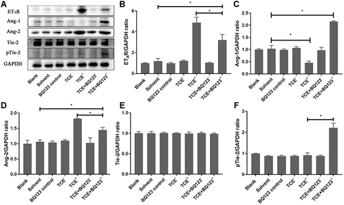 Figure 12 Protein levels of ETAR, Ang-1, Ang-2, Tie-2 and pTie-2. (A) showed the Western blot results of renal ETAR, Ang-1, Ang-2, Tie-2 and pTie-2. (B–F) showed the optical density values of ETAR, Ang-1, Ang-2, Tie-2 and pTie-2 respectively. Compared to solvent control group, ETAR and Ang-2 significantly increased while Ang-1 decreased in TCE sensitized positive group. The ETAR inhibitor BQ123 downregulated ETAR and Ang-2 expression levels and upregulated Ang-1 and pTie-2 expression levels significantly. *P<0.05.