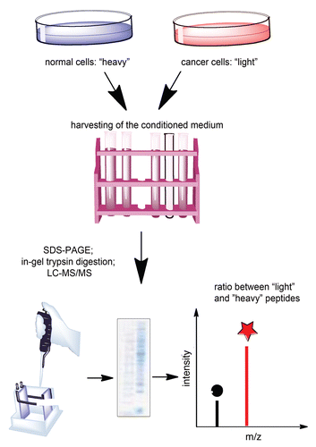 Figure 1 Quantification of the tumor secretome using SILAC.