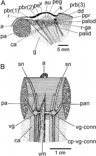 Figure 9. Modiolus modiolus. (A) The organs of the pericardial cavity as seen from the right side and showing the relationship between the byssal retractor muscles and the position of the heart; and (B) a ventral view of the posterior adductor muscle showing the visceral ganglia (for abbreviations see Functional morphology section).