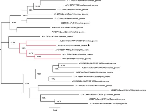 Figure 2. Phylogenetic tree based on the full-length genomic sequences of EV-A. Nucleotide sequences of the Q0082 strain (represented by circles) and 23 other EV-A prototype strains were compared using MUSCLE software. A maximum likelihood phylogenetic tree was constructed using MEGA7.0. The branches marked in red represent the prototype strains clustered with the Tibet EV-A120 strain.