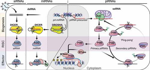 Figure 2. An oversimplified depiction of the three major small RNA pathways in animals. Small interfering RNAs (siRNAs) originate from long double stranded RNA (dsRNA) and are generated by the RNase III enzyme Dicer. SiRNAs associate with AGO-clade Argonaute proteins and degrade target RNA using the slicer activity of Argonaute proteins. MicroRNAs (miRNAs) originate from partly double-stranded RNA hairpins. MiRNA biogenesis proceeds in two steps involving the RNase III enzymes DROSHA and DICER. MiRNAs associate with AGO-clade Argonaute proteins and recruit RNA-degradation machinery to silence their targets post-transcriptionally (PTGS). PIWI-interacting RNAs (piRNAs) originate from long single-stranded precursors. Their biogenesis involves the endonuclease Zucchini/PLD6 (ZUC) (primary piRNAs), or piRNA-guided slicing during ping-pong (secondary piRNAs). Maturation of some piRNAs involves additional 3’ trimming. PIWI-piRNA complexes degrade target-RNA in the cytoplasm or establish lasting epigenetic restriction in the nucleus.