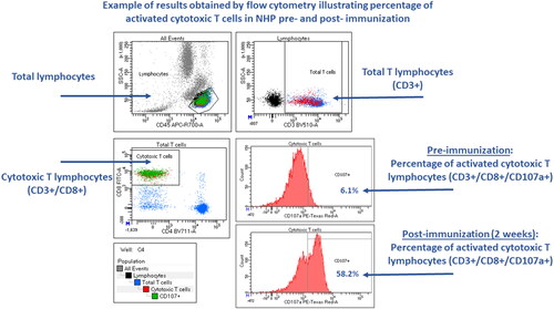 Figure 3. Antigen-specific T-cell phenotyping. (a) Data are representative flow cytometric dot-plots displaying the percentages of antigen-specific (Nef+ or Gag+) CD8 T-cells from two monkeys administered antigens (Animal #3 and Animal #4) and two given vehicle (Animal #1 and Animal #2). (b) Data points represent percentages of antigen-specific (Nef+ or Gag+) CD8 T-cells for male and female monkeys 22 days after antigen administration given prior to dose administration of an investigational immunomodulatory agent (0–75 mg/kg). Group means are displayed as horizontal black lines (n = 5/sex/group). (c) Data are representative flow cytometric dot plots displaying the percentages of antigen-specific (Nef+ or Gag+) CD8 T-cells 22 days after antigen administration.