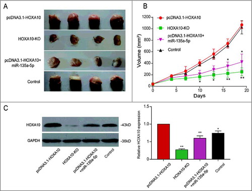 Figure 6. Inhibitory effects of miR-135a-5p on tumor cells by targeting HOXA10 in vivo. (A-B) The tumor volume of HOXA10 overexpression group was the largest, that of HOXA10-KO group was the smallest. Tumor growth of pcDNA3.1-HOXA10+miR-135a-5p group was impaired relatively (**P<0.01, *P<0.05, compared with pcDNA3.1-HOXA10 group). (C) Larger tumors always corresponded with higher level of HOXA10 expression. The HOXA10 expression in pcDNA3.1-HOXA10+miR-135a-5p group was lower compared with pcDNA3.1-HOXA10 group which was evaluated by WB. MiR-135a-5p could restrain the growth of tumor and the expression of HOXA10 (**P<0.01, *P<0.05, compared with pcDNA3.1-HOXA10 group).