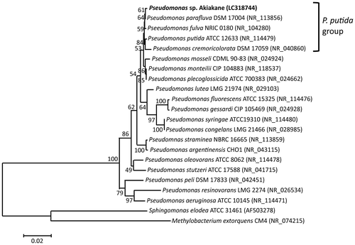 Figure 3. Phylogenetic tree based on the 16S rRNA sequences of Pseudomonas. A rooted neighbor-joining tree was constructed. Numbers adjacent to branches are bootstrap values supporting the presented final tree. Each accession number is shown in parentheses.