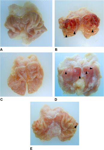 Figure 1 Pathology of rats’ stomachs after being induced with ethanol. (A) Normal control group; (B) Negative control group; (C) Positive control group (100 mg/kg BW sucralfate); (D) 25 mg/kg BW DLBS2411; (E) 50 mg/kg BW DLBS2411. The arrows (►) show representative findings of gastric ulcers.