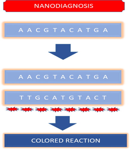 Figure 5. Hybridization-based nano diagnostics for pathogens. (Upon hybridization of target DNA AACGTACATGA with the probe containing nanoparticles the nanoparticles will change their color thus helps in detection of the target DNA sequence).