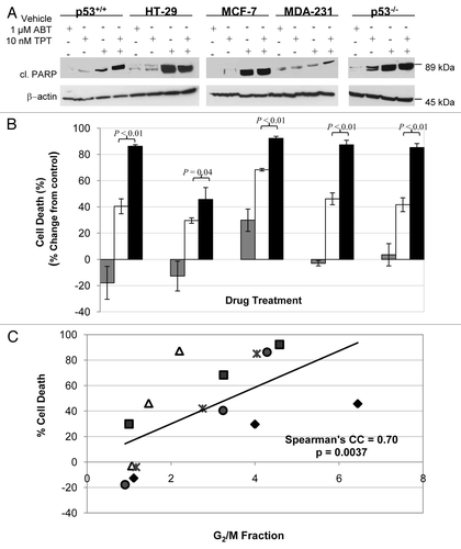 Figure 2 Enhancing effects of veliparib on apoptosis and cell death induced by topotecan. (A) Cleaved PARP detected by protein gel blotting 96 h after treatments. (B) Relative % changes in cell death in response to veliparib (gray bar), topotecan alone (white bar) or in combination (black bar) assessed by clonogenic assays. Shown are the representative data of two independent experiments. (C) Relationship between the cell death and G2 arrest (ratio of drug-treated/vehicle-treated) in response to veliparib, topotecan or in combination in HCT-116 p53+/+ (dot), HT-29 (diamond), MCF-7 (square), MDA-MB-231 (triangle), and p53−/− (star). ABT, veliparib; cl, cleaved; CC, correlation coefficient; TPT, topotecan.