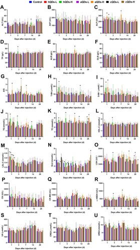 Figure 9 Serum biochemical results of the control group mice and different surface-functionalized QDs-treated mice following intravenous injection at 1, 3, 7, 14 and 28 days post-injection. (A) Alanine aminotransferase (ALT) levels. (B) Aspartate transaminase (AST) levels. (C) Alkaline phosphatase (ALP) levels. (D) Total protein (TP) levels. (E) Albumin (ALB) levels. (F) Globulin (GLB) levels. (G) Albumin and globulin ratio (A/G). (H) Total bilirubin (T-Bil) levels. (I) Direct bilirubin (D-Bil) levels. (J) Triglyceride (TG) levels. (K) Total cholesterol (TC) levels. (L) High-density lipoprotein (HDL-C) levels. (M) Low-density lipoprotein (LDL-C) levels. (N) Glucose (GLU) levels. (O) Lactate dehydrogenase (LDH) levels. (P) Creatine kinase (CK) levels. (Q) Creatine kinase isoenzyme (CK-MB) levels. (R) α-Hydroxybutyrate dehydrogenase (α-HBDH) levels. (S) Uric acid (UA) levels. (T) Urea levels. (U) Creatinine (CREA) levels. (*Significantly different compared to control group at the same sampling time, P < 0.05.).