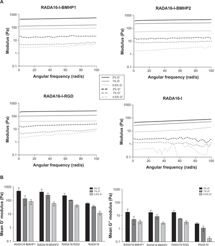 Figure 9 Rheological characterization of each SAP at concentrations of 0.5%, 1%, and 2%. A frequency sweep test was performed on the assembled scaffold, between 1 and 100 rad/s. A) Elastic shear modulus G’ and viscous shear modulus G” values for each SAP, along the frequency sweep test. B) Mean G’ and G” values for each SAP, calculated from data presented on A.Abbreviations: BMHP, bone marrow homing peptide; G’, elastic shear modulus; G”, viscous shear modulus; RGD, Arg-Gly-Asp; SAP, self-assembling peptide.