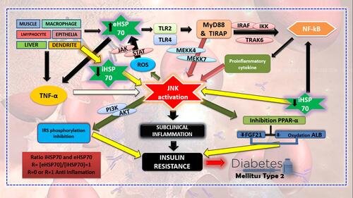 Figure 1 Role of iHSP70 and eHSP70 on the inflammatory process in T2DM pathogenesis.