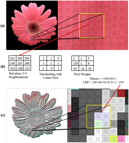 Figure 6. (a) Original flower image, (b) LBP process for 3 × 3 window and (c) the resultant LBP resulting in a color texture image.