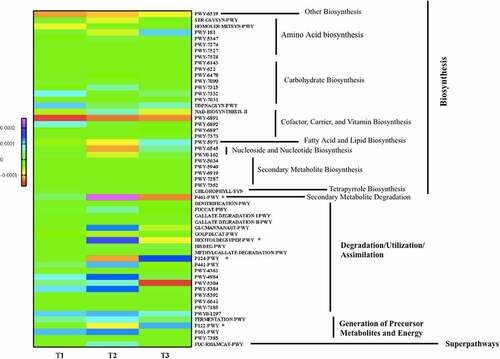 Figure 4. Heatmap showing the means of changes in predicted pathways between three FIB−4 score tertiles. *Indicates significant differences between tertiles (p ≤ .05) in multiple group tests using the Kruskal–Wallis test.