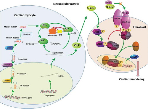 Figure 8. Molecular and subcellular events leading to cardiac remodelling. Drosha: RNase III enzymes; Exportin 5: nuclear export protein; Dicer: RNase III enzymes; RISC: RNA-induced silencing complexes; CILP: cartilage intermediate layer protein; C-CILP: the C-terminal of CILP; N-CILP: the N-terminal of CILP; α-SMA: α-smooth muscle actin. The downregulation of miR-542-3p promotes the expression of CILP. The C-terminal of CILP (C-CILP) increases Akt phosphorylation and promotes the interaction between Akt and Smad3. The N-terminal of CILP (N-CILP) combines with TGF-β1. These different ways jointly inhibit Smad3 signalling activation in TGF-β signalling pathway, suppress the expression of α-SMA, and protect the heart from cardiac remodelling