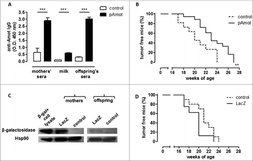 Figure 2. Maternal immunization against an oncoantigen, but not an unrelated antigen, delayed mammary carcinoma onset in neu+ offspring. (A) Detection of vaccination-induced anti-Amot antibodies in sera and milk of control (white) and pAmot (black) mothers and in the sera of their 4-week-old offspring. ***, P ≤ 0.0003, Student's t-test. (B) Tumor incidence in control (dotted black line, n = 11) and pAmot (continuous black line, n = 18) neu+ offspring. Data are representative of 3 independent experiments. **, p = 0.001, Mantel–Haenszel Log-rank test. (C) Western blotting analysis of β-galactosidase protein. Sera from control and LacZ mothers and their offspring were used as primary antibodies, recombinant β-galactosidase as positive control, and HSP90 protein as loading control. (D) Tumor incidence in control (dotted black line, n = 10) and LacZ (continuous black line, n = 8) neu+ offspring.