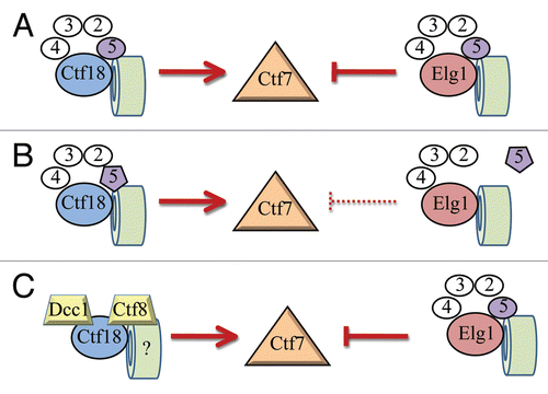 Figure 6 Possible roles for the small Rfc5p subunit in directing RFC complex function. (A) Contrasting roles of wild-type RFCs in regulating Ctf7p/Eco1p function. Ctf18p and Elg1p (large blue and salmon balls, respectively) both uniquely associate with Rfc2p-Rfc5p (small white balls, Rfc5p in purple) and also with PCNA (green cylinder) to regulate Ctf7p/Eco1p-dependent sister chromatid pairing. RFC arrangements as depicted previously.Citation44,Citation45 (B) rfc5-1p mutant protein (small tpurple pentagon) may be deficient in binding Elg1p but not Ctf18p, suggesting a role for Rfc5p in specifying large subunit recruitment or activation. (C) A highly speculative model in which Ctf18p can independently bind Dcc1p and Ctf8p (independent of RFC small subunits) to promote cohesion. Alternatively, Rfc5p may play a sensory role—possibly in detecting chromatin contexts (possibly required for cohesin deposition) normally involved in cohesion establishment (not shown).