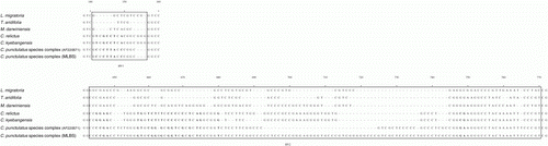 Figure 2.  HV1 (at the sites 141–156) and HV2 (at the sites 643–770) in the SSN rRNA sequences of the genus Cryptocercus aligned with those of references (L. migratoria, T. aridifolia and M. darwinensis). An unusual expansion by insertion occurs in the HV2 of the SSU rRNA of C. punctulatus species complex (MLBS). Numbers above the alignment indicate the positions of the nucleotide sites in the full sequence alignment (see Supplementary 1).