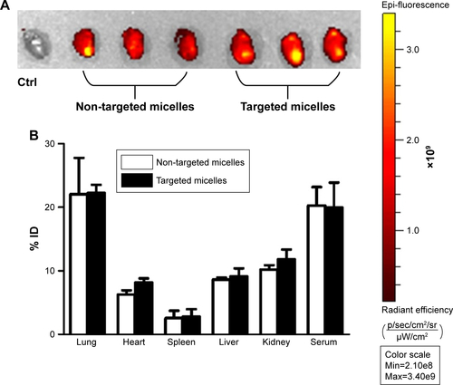 Figure S1 (A) Accumulation of CCR2-targeting and non-targeted micelles in the infarcted heart. (B) Biodistribution of CCR2-targeted and non-targeted micelles in mice with myocardial infarction.Note: Data are represented as mean ±SD, n=3.