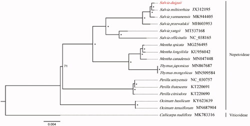 Figure 1. The phylogenetic tree based on 17 complete chloroplast genome sequences in Lamiaceae (accession numbers were listed behind each taxon. ‘*’ indicates the bootstrap support values are 100).